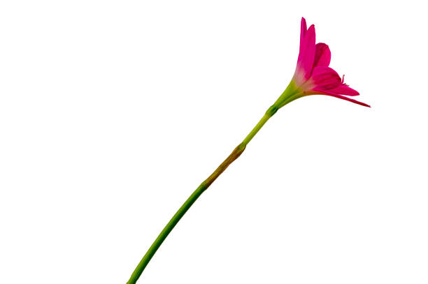 istock A pink rain lily flower with a green stem, isolated on a white background 1356093440