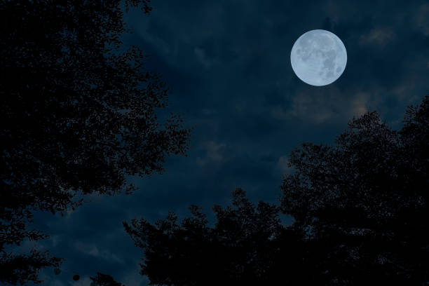 istock Full moon on the sky with tree branch silhouette. 1356093603