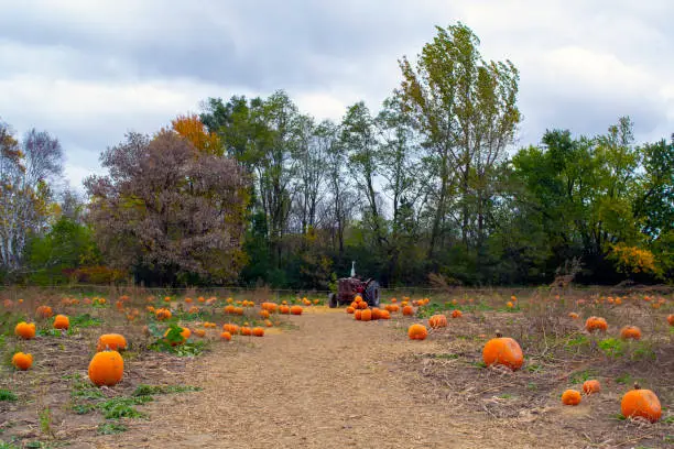 Photo of View of pumpkins on field