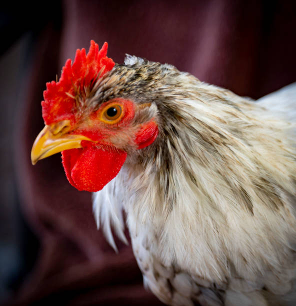 close up of young cockerel