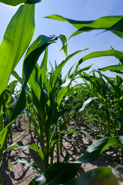 istock green young corn in an agricultural field 1356104667