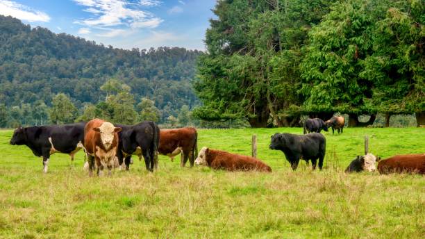 Beef cattle outdoors on a small farm in New Zealand. Road view of a small group of hereford and angus beef cattle steers in a picturesque green pasture, with trees and a hill in the background, on the South Island. bull aberdeen angus cattle black cattle stock pictures, royalty-free photos & images