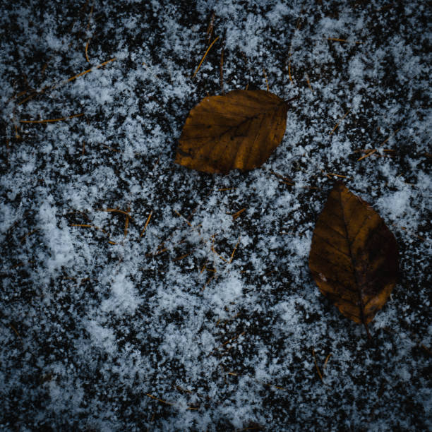 istock Leaves in the snow 1356105826