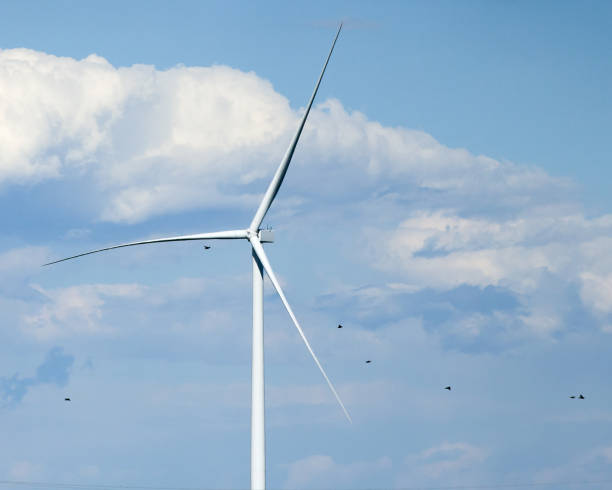 istock Birds Flying By Wind Turbine. 1356106692