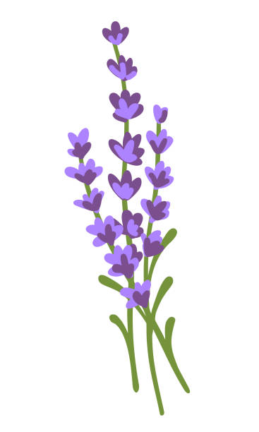 ilustrações, clipart, desenhos animados e ícones de um ramo de lavanda. um monte de flores de lavanda isoladas em um fundo branco. ilustração vetorial desenhada à mão. uma decoração de lavanda natural perfumada. belo elemento de design para cartão, produto, cosméticos, bens, têxteis, tecidos, fundo - campanula flower design ornamental garden