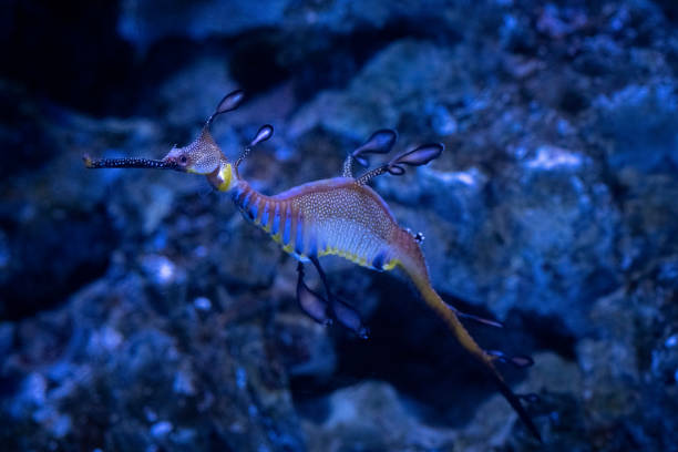 istock Sea Horse 1356108463