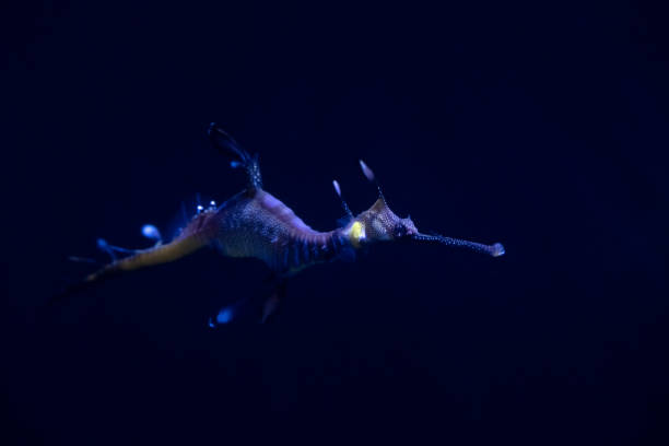 istock Sea Horse 1356108482