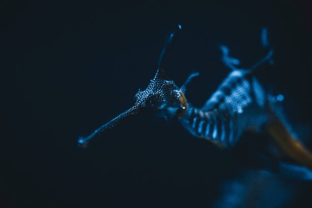 istock Sea Horse 1356108485