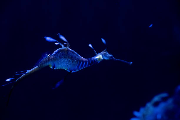 istock Sea Horse 1356108500