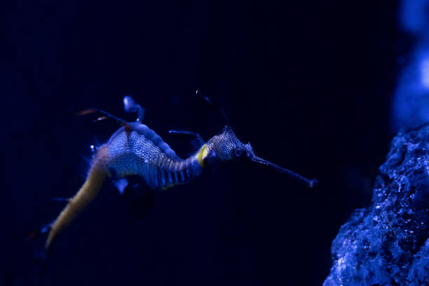 istock Sea Horse 1356108505
