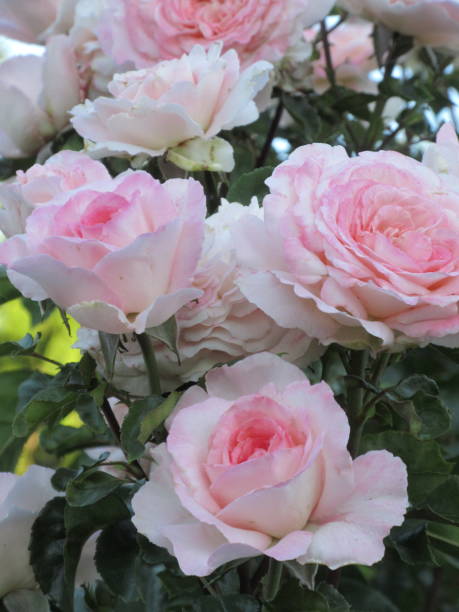 istock Bright Light Pink Roses Blooming in July 2021 1356108658