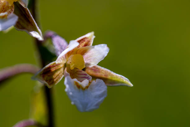 flowers captured in Bohinj valley Slovenia