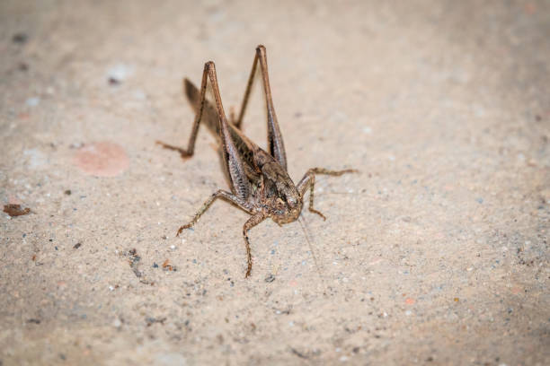 Brown grasshopper Mecopoda elongata sits on the ground. Mecopoda elongatais a species of bush cricket of the subfamily Mecopodinae.