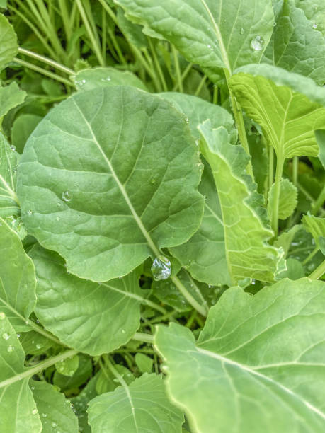 istock Dew Drops on Green Leaves 1356111863