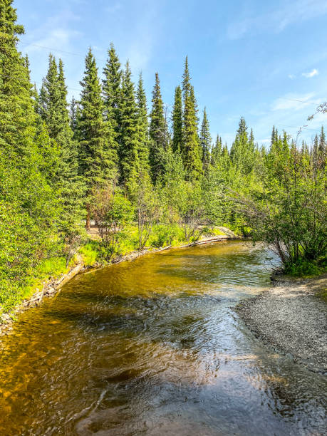istock Small Creek with Brackish Water 1356111909