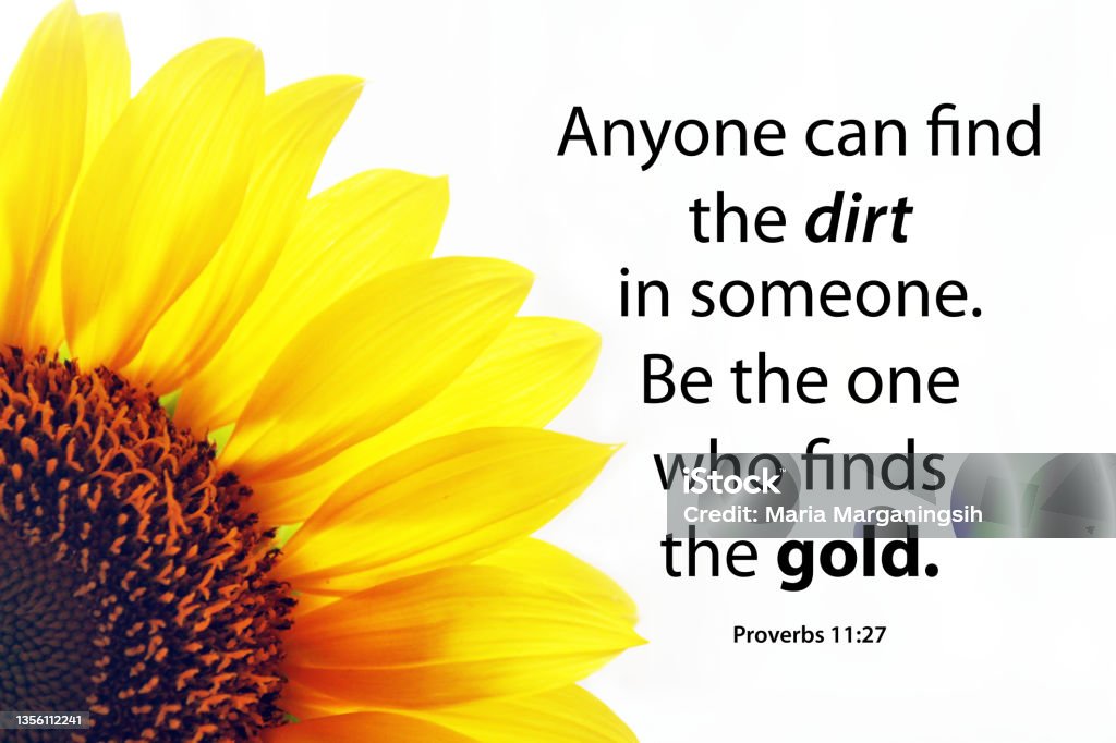 Half sunflower petals background on white with positive message - Anyone can find the dirt in someone. Be the one who finds the gold. Proverb 11.27 inspirational quote - Anyone can find the dirt in someone. Be the one who finds the gold. With half yellow sunflower petals on white background. Words of wisdom concept. Quotation - Text Stock Photo