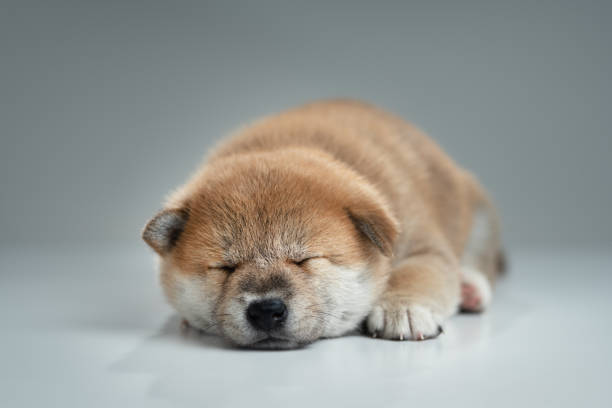 istock Shiba inu puppy 1356112946
