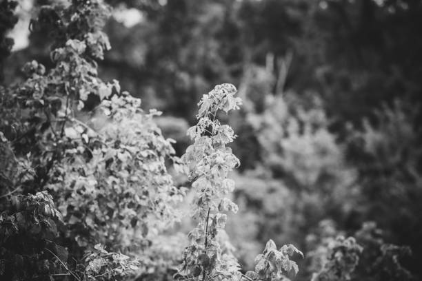 istock Close up of summer foliage in forest 1356113940