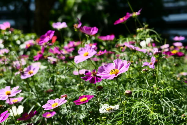 istock a pink flowering field in summer day 1356114968