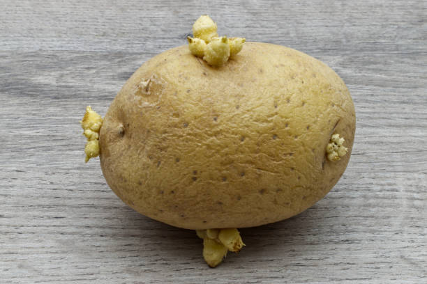 Potato with sprouts isolated on wooden background. Italian sprouted raw potato. Studio shot. stock photo