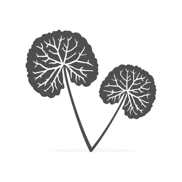 Vector illustration of Centella asiatica gotu kola icon health medical herb vector illustration.