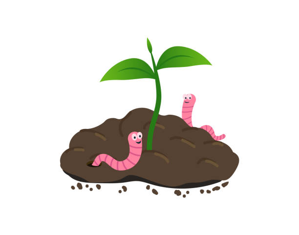 ilustrações de stock, clip art, desenhos animados e ícones de earthworm on a pile of ground. worm and young green plant. - worm poop