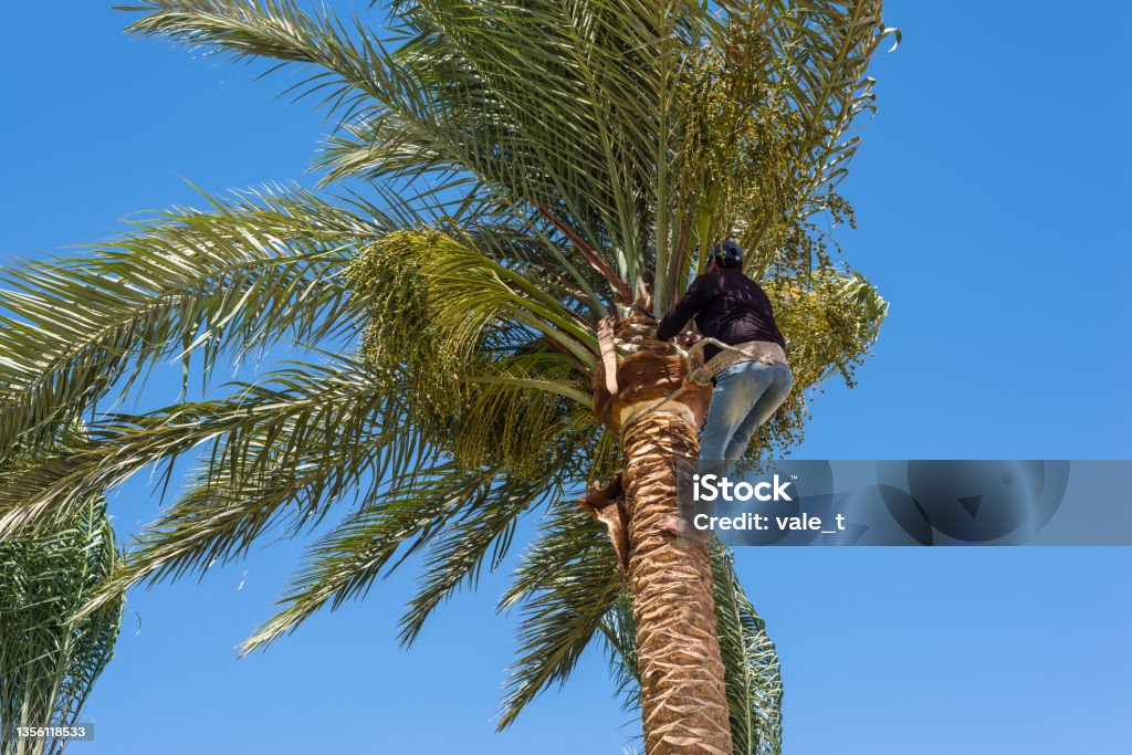 Professional cutting back a palm tree Man working at the top of a palm tree pruning the leaves helping himself with a well-used rope. Cleaning and cutting palm trees. Dangerous job. Adult Stock Photo