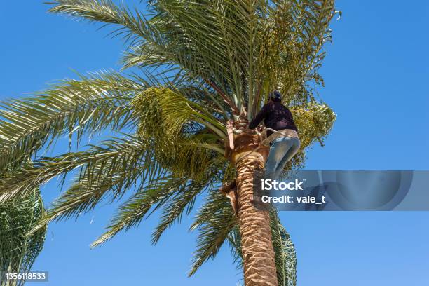 Professional Cutting Back A Palm Tree Stock Photo - Download Image Now - Adult, Agriculture, Blade