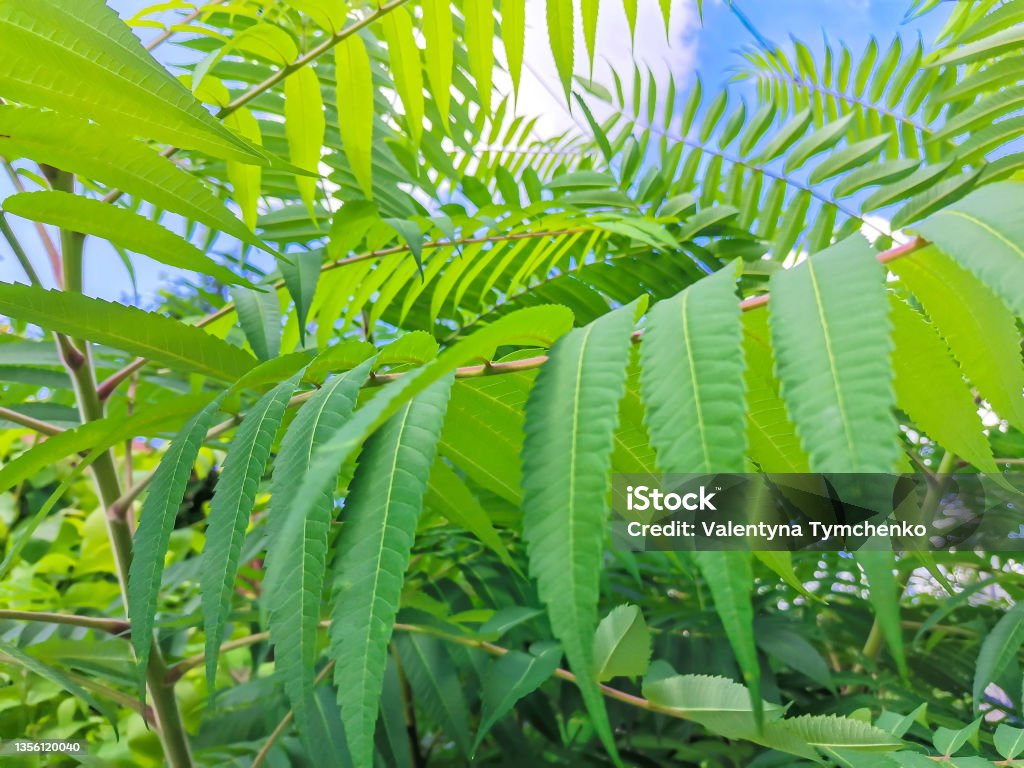Green leaves of Rhus typhina or staghorn sumac tree. Abstract floral background, selective focus Green leaves of Rhus typhina or staghorn sumac tree grow in park. Abstract floral background, selective focus Poison Sumac Stock Photo