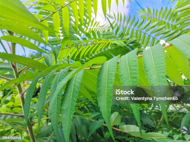 Green Leaves Of Rhus Typhina Or Staghorn Sumac Tree Abstract Floral Background Selective Focus Stock Photo - Download Image Now