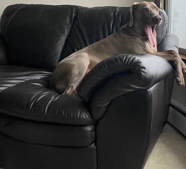 istock Life of a 9 year old Weimaraner 1356120079