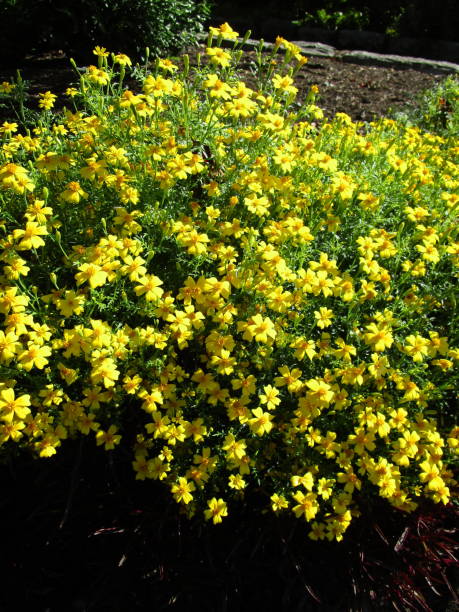 istock Bright Colorful Yellow Summer Flowerbed 2020 1356120213