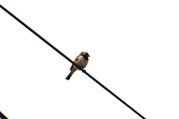 istock A cape sparrow(Passer melanurus) sitting on a power line 1356120236