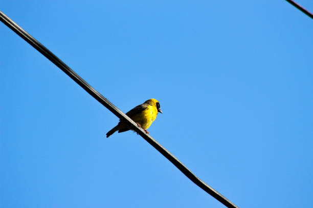 A Village Weaver(Ploceus Cucullatus) found in southern