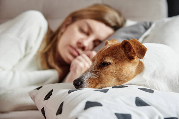 istock Woman sleep with dog on sofa 1356120435