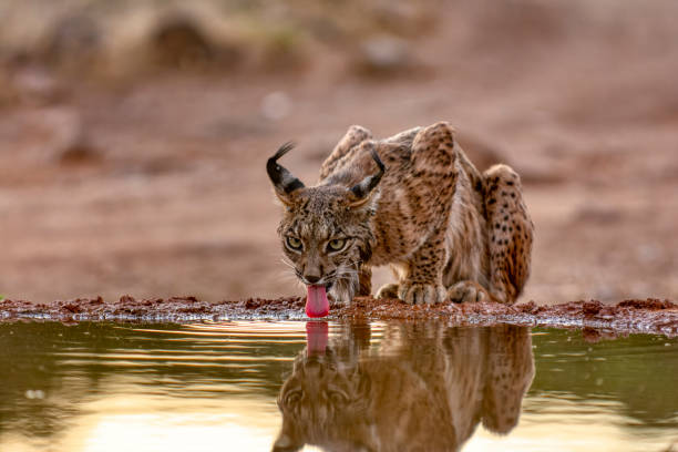 Iberian lynx Iberian lynx drinking water, Lynx pardinus, wild cat endemic to Iberian Peninsula in Castilla La Mancha, Spain. wildcat animal stock pictures, royalty-free photos & images