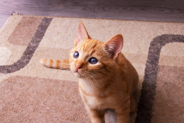 istock Small ginger playful kitten portrait close up 1356122468