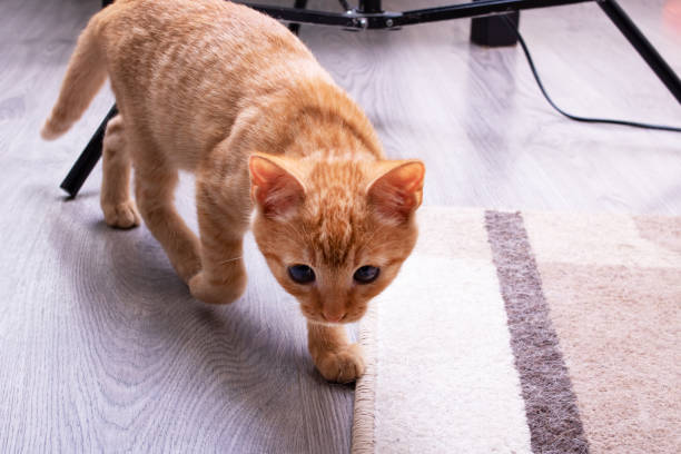 istock Little ginger kitten sits on the carpet 1356122554