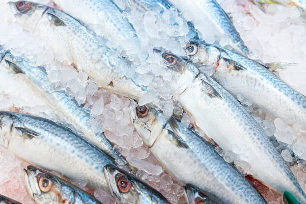 istock Food backgrounds. Fresh mackerel on. Scombridae Saba fish. 1356122900