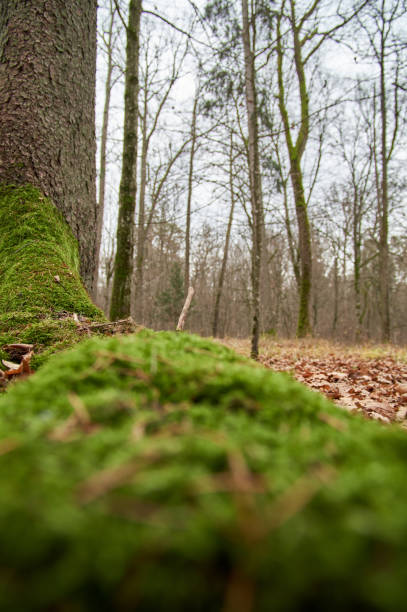 muschio verde sulle radici di una grande quercia secolare - beech tree wilderness area forest log foto e immagini stock