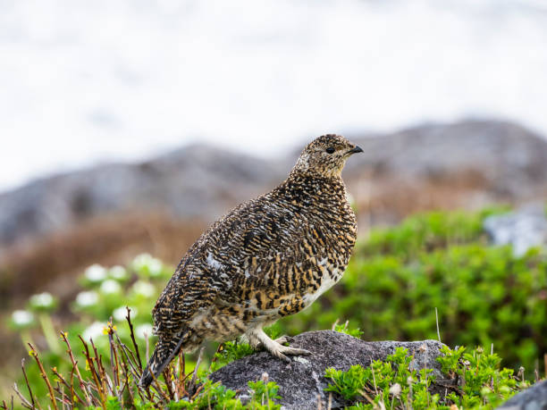istock rock ptarmigan female 1356126064