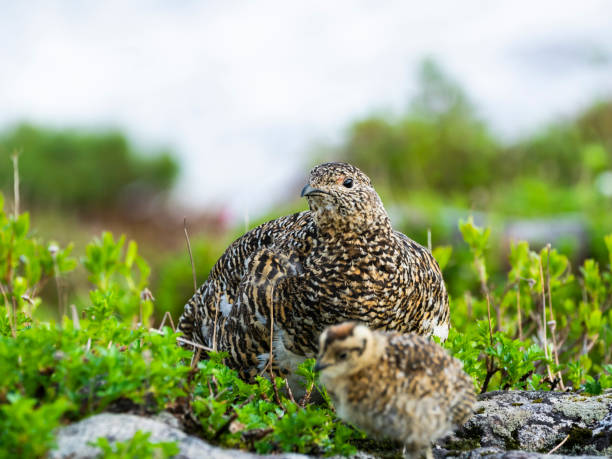 istock rock ptarmigan parent and child 1356126081