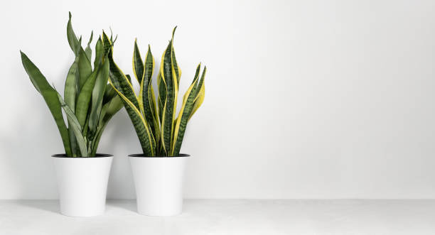 istock Various types of Sansevieria plants in modern pots on a gray table on a white background. Home plant Sansevieria trifa. 1356126400