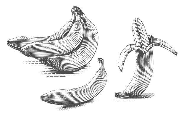 banana Hand drawing sketch engraving illustration style banana Hand drawing sketch engraving illustration style vector banana drawings stock illustrations