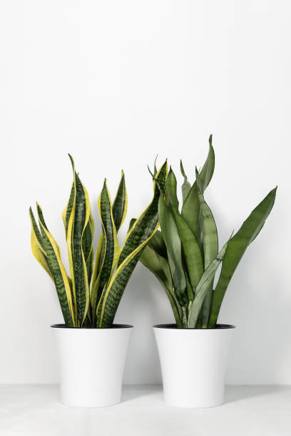 istock Various types of Sansevieria plants in modern pots on a gray table on a white background. Home plant Sansevieria trifa 1356126455