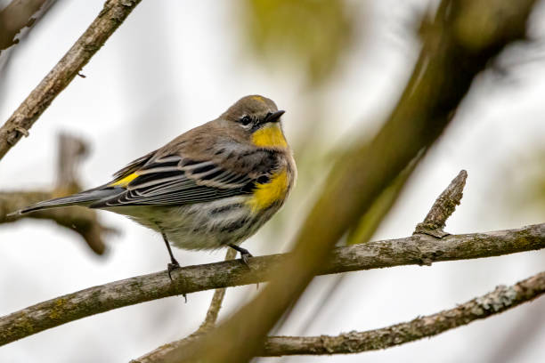 Yellow-rumped Warbler, Port Coquitlam, BC, Canada