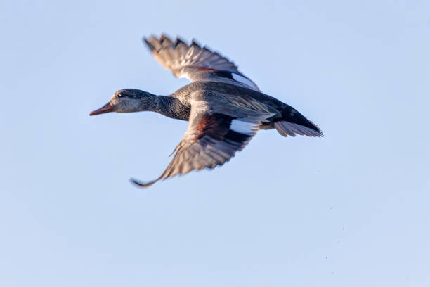 gadwall flying above the lake