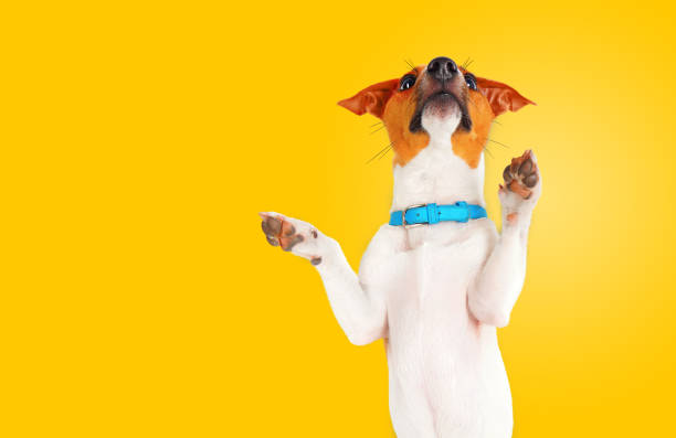 istock Funny jack russell terrier dog standing on a yellow background. 1356127718