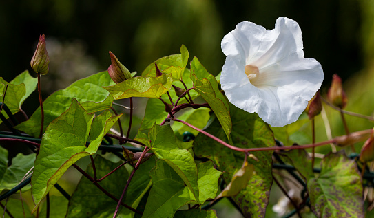 White Calystegia Sepium a Climbing Plant