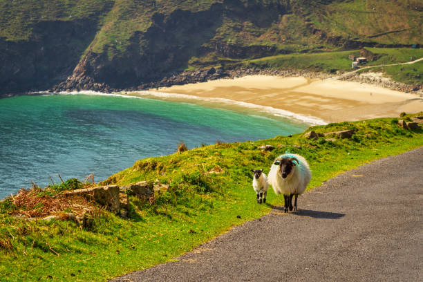 ein schaf und lamm, die am strand in der grafschaft mayo spazieren gehen - lamb rural scene sheep field stock-fotos und bilder